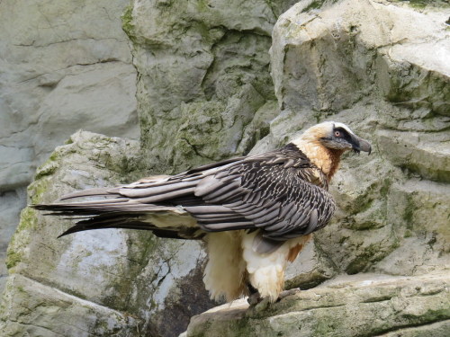 Bearded Vulture (Gypaetus barbatus) © Vilijandas Bagdonavičius