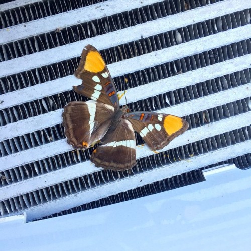 I really pretty looking butterfly took one for the team on my intercooler today. #Calavaras #interco