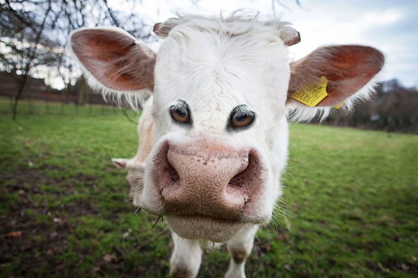 tastefullyoffensive:  Animals with front-facing eyes are the stuff of nightmares.