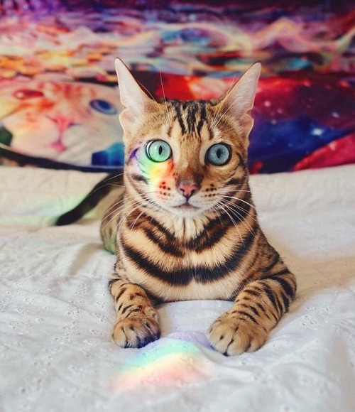  pastel rainbow cat  Tumblr