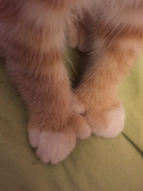 dontberickdiculous:baileef:hello i would like 2 let u know my kitten has thumbs and she fully pl