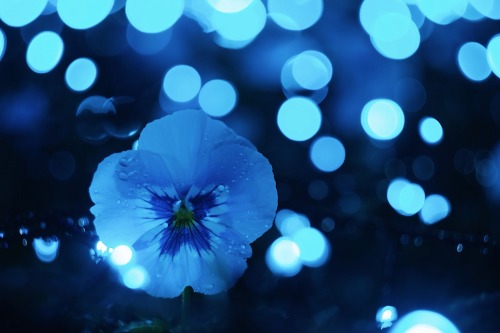 Pansies With A Wintery Feel.