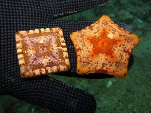 krushmaster: dogf0odlid:  sixpenceee: Some kinds of 5 pointed starfish can be born square due to a g