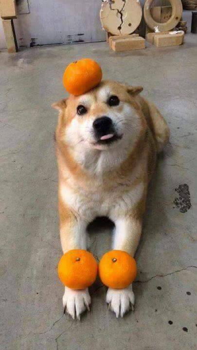 dogswithtonguestickingoutalittle:  talented and amazing