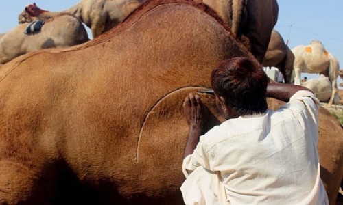 jooces:    Eid Mubarak: The art of camel barbering in Pakista     I don’t think i’ve seen photos of the actual process before. Looks like a lot of work! But beauty is not without effort <3