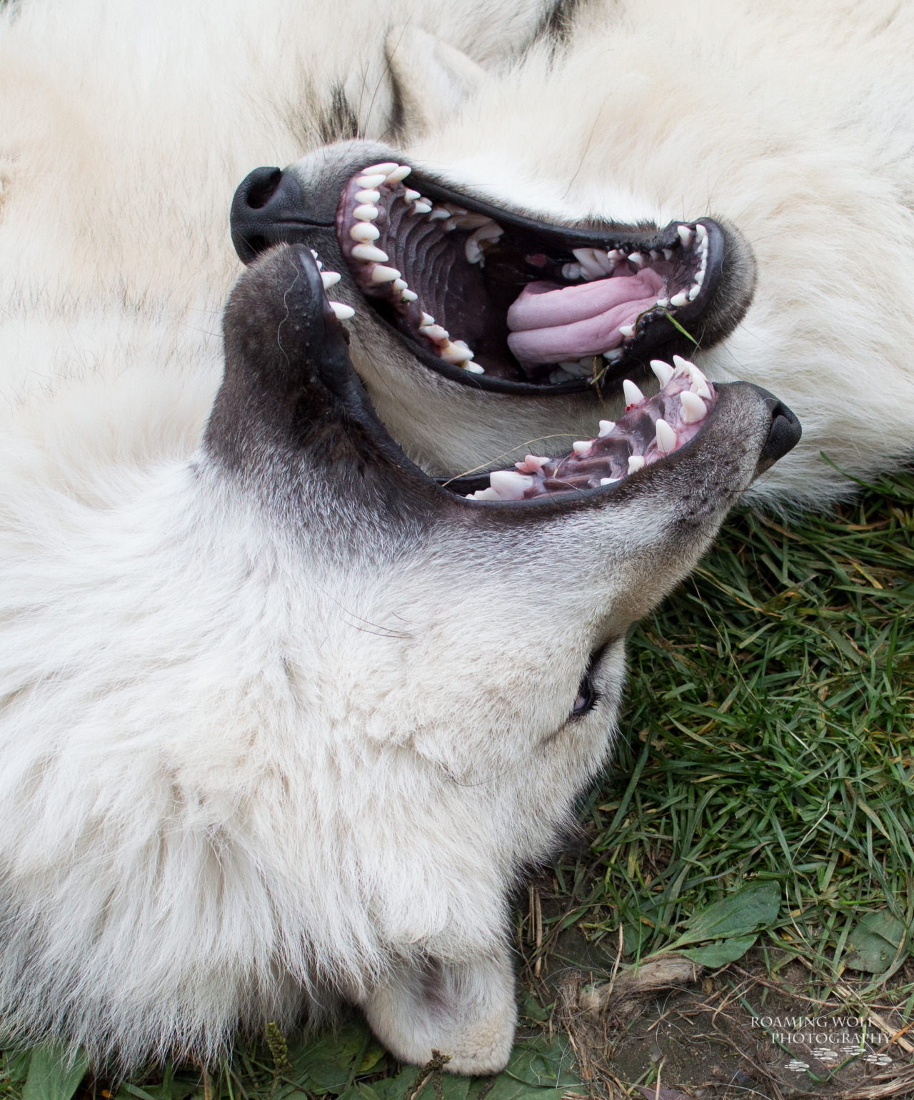lonestray:  Fang Wrestling Wolf pup brothers, Romeo (bottom) and Hota (top) 