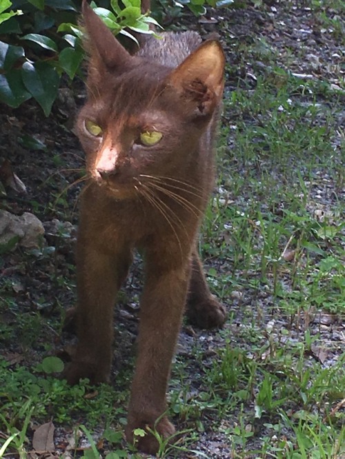 succulents4life: Here is Coffee!! A new cat we’ve been feeding :)