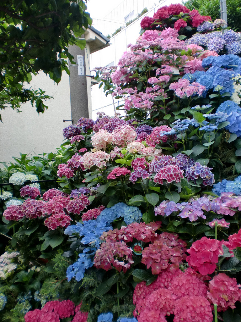  紫陽花＠白山神社 