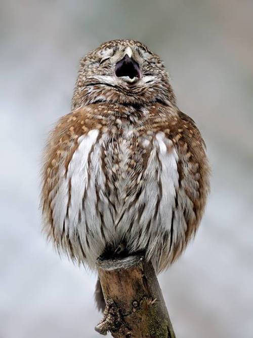 mokacahuete:mokacahuete:Chevêchette - Pygmy owl*r*