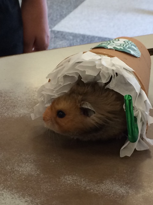 kokomomothepeach: I entered my hamster, Mr. Papas, in a Halloween costume contest at Petco. He dress