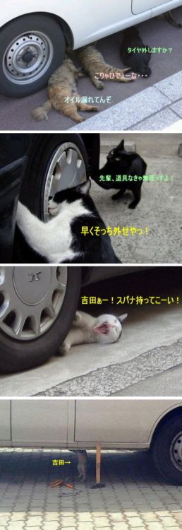 yadstyle: necesito un gato(via nyanyanya) このような状況のことを日本語では「猫の手も借りたい」って言います。