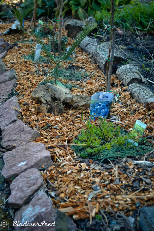 biodiverseed:HØJMOSE: THE RAISED ACIDIC BOG GARDENZone 8 // Denmark // 3 metres x 0.5 metres See Par