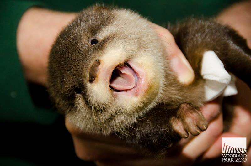 zooborns:  First Check-up for Otter Pups at Woodland Park Zoo  Four Asian Small-clawed