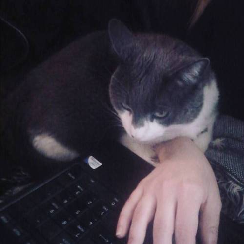 Trying to finish a final paper but Elwood grew a human hand to try and help.  #catsofinsta #elwood #
