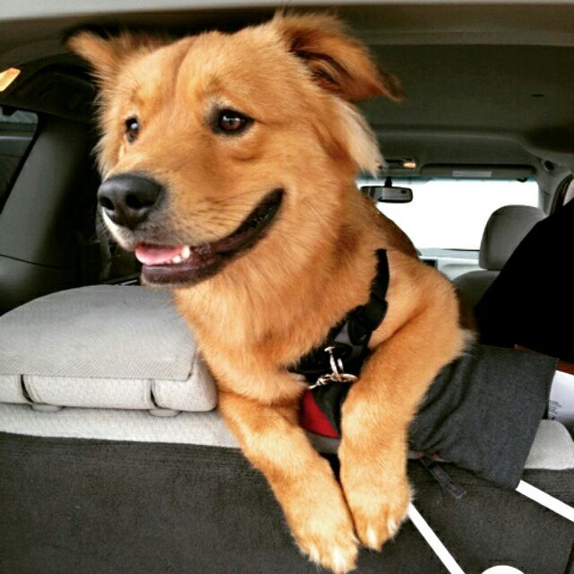 awwww-cute:  Not a pup anymore, but just as charming (Source: http://ift.tt/1P99dj6)