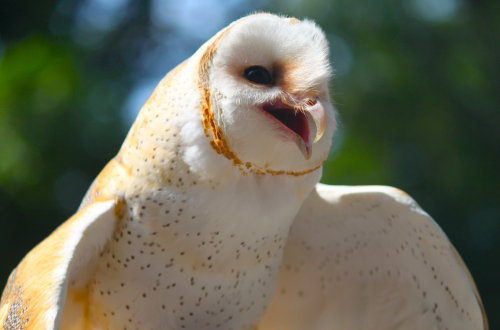 pizzatimes: tytonidaeus: barn owl best owl what i love about barn owls is that their skulls look p m