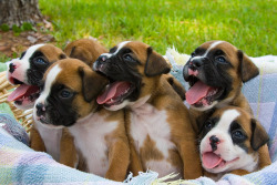 Every time I see a picture like this I just want one such cute little puppies :)