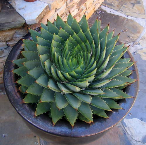 littlelimpstiff14u2:Geometrical Plants for Symmetry LoversWho said math can’t be interesting? 