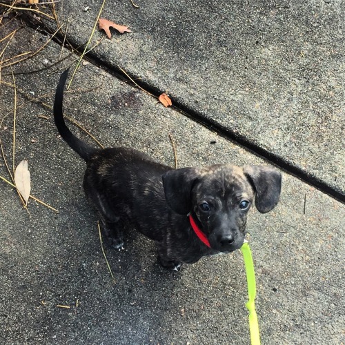 whentherewerebicycles:y'all, this baby went to PUPPY KINDERGARTEN tonight, which was every bit as fu