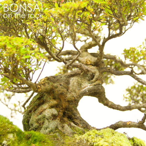 「早乙女」皐月の石付盆栽“SAOTOME” SATSUKI azalea bonsai on a rock2017.7.18 撮影bonsai on the rock| Creema | BASE |