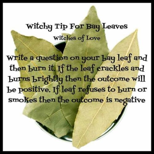 pagan-pixie-realm-of-magick - )0( Bay Leaf )0( One of my...