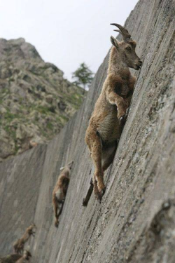 Sailor–Spoon:  Slimetony:    Alpine Ibexes Climb Nearly 90 Degree Angles To Lick