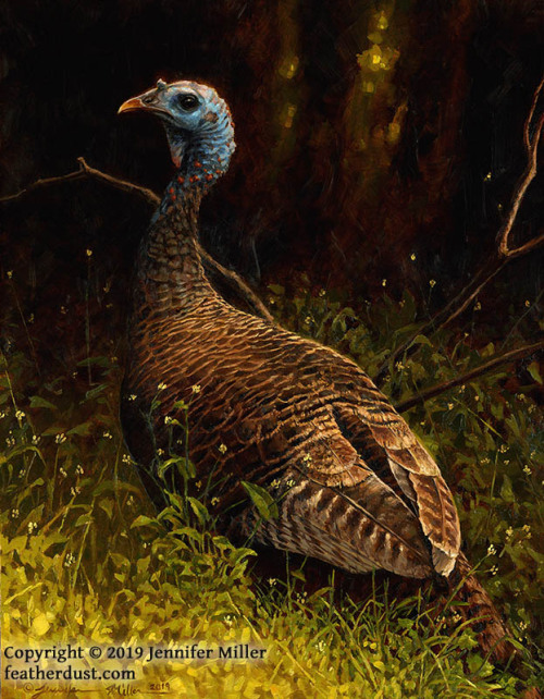  “Woodland Queen” Eastern Wild Turkey 9"x12" oil on panel. This beautiful hen 