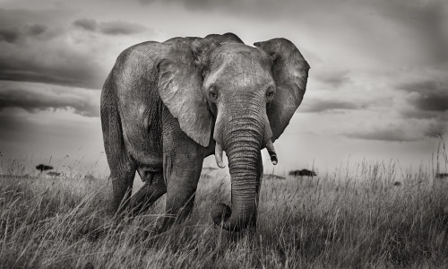 Trust by Ania Tuzel Photography Portrait of an African Elephant {Słoń afrykański , Loxodonta african