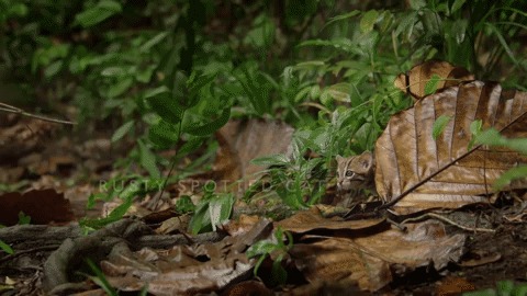 do-not-go-gently-42:  perversekitten: World’s Smallest Cat: Rusty Spotted Cat |