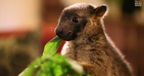 Tree Kangaroo Joeys