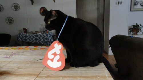 kindnessiseternal: I made my cats into Beanie Babies! @mostlycatsmostly