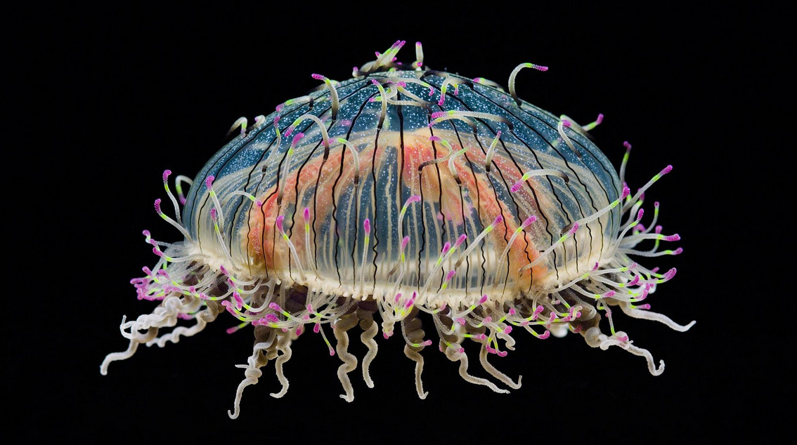 libutron:  whatthefauna:  This beautiful jellyfish is the flower hat jelly. It’s