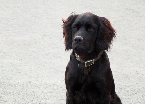 handsomedogs:This is one of my dogs, Monty. He is a retriever cross springer spaniel and is VERY pho