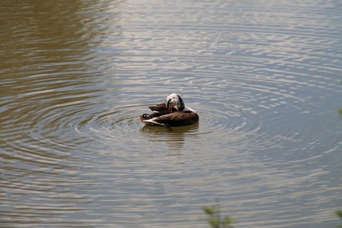 canada goose