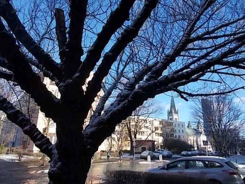 Trees in winter - Wroclaw, Poland.