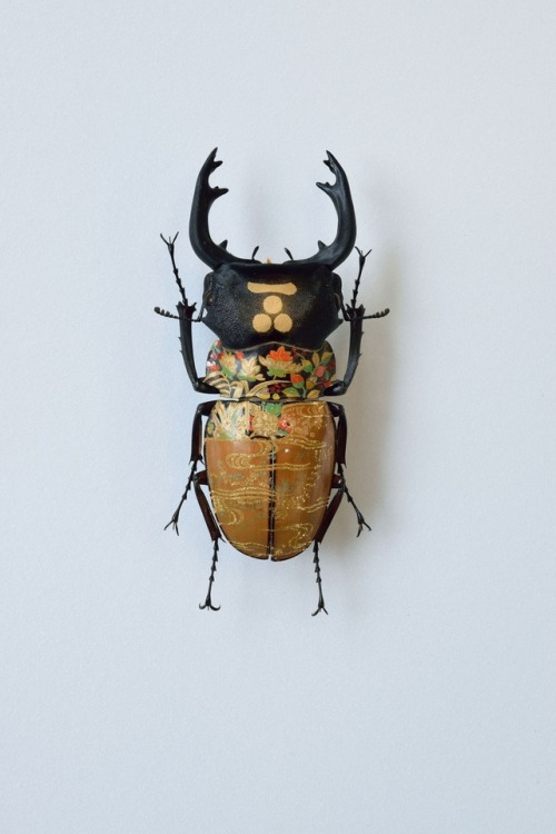 steampunktendencies:  Oil on Beetle by Akihiro Higuchi  