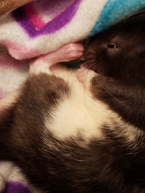 daughterofchaos: Crow ♡ One of our new babies, Crow.