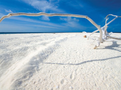 coolthingoftheday:Different types of beaches.1. White sand beach - Fiji2. Pink sand beach - Antigua and Barbuda3. Sea shell beach - South Africa4. Red sand beach - Galapagos Islands5. Orange sand beach - Maltese Islands6. Glass beach - California7. Green