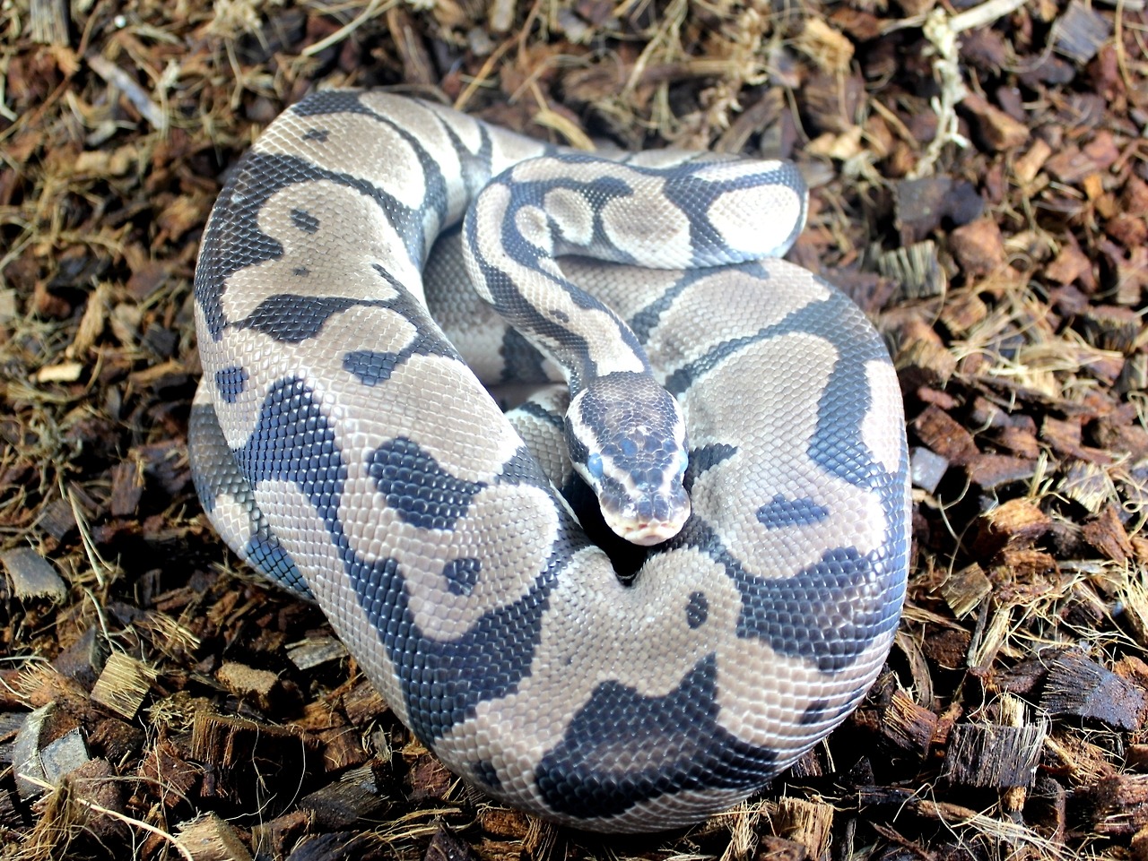 wheremyscalesslither:Apollo aka Dirt, male pastel VPI line axanthic, in shed