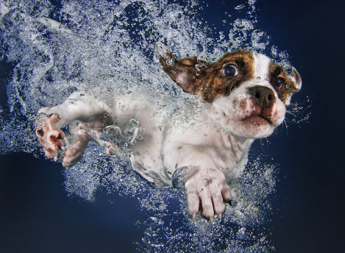 mymodernmet:  Seth Casteel, the photographer behind Underwater Dogs, is back with the adorable series Underwater Puppies (available at Barnes & Noble). Casteel, who taught over 1500 puppies how to swim, hopes to raise awareness of rescue and adoption