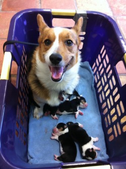 corgiaddict:  Momma Cordy with her 3 day old pups