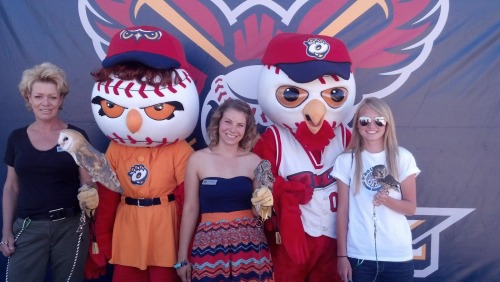 bluecatsredsox:Today I learned about the Orem Owlz.  They are a minor league affiliate of the LAA An