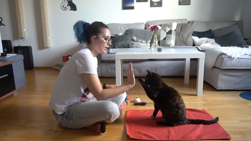 Clever Cat and Her Human Break Guinness World Record for Most Tricks Performed by a Cat in a Minute