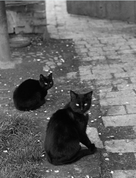 gacougnol: Gerhard KieslingBlack Cats 1982 adult photos