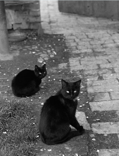 gacougnol: Gerhard KieslingBlack Cats 1982