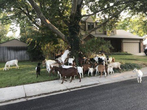 tastefullyoffensive:  The goatpocalypse is upon us. (via KTVBJoe)