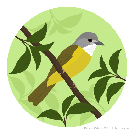 December 19, 2020 - Yellow-bellied Bulbul (Alophoixus phaeocephalus)
Found in parts of Indonesia, Brunei, Malaysia, Myanmar, and Thailand, these bulbuls inhabit lowland and hill forests. They eat fruit and insects, often foraging in mixed-species...