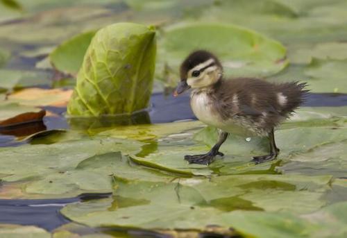 Porn Pics lakeforestbeauty:  duckling exploring a lily