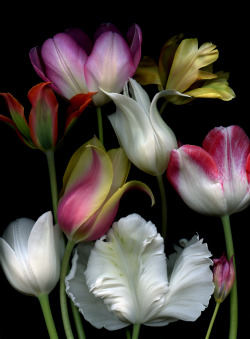 simplyblackandcolor:  42998 Tulipa by horticultural art 