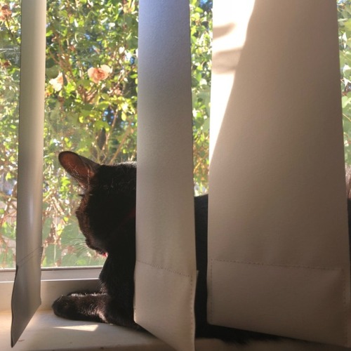 triumph-of-adaptation: My boy Pepito watching the world pass by @mostlycatsmostly